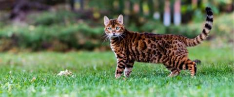 Bengal Cat Breed Bengal Cat Breed