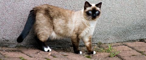 Birman Cat Breed Birman Cat Breed