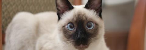 Siamese Cat Breed Siamese Cat Breed