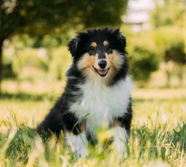 Dog Services in Lancaster