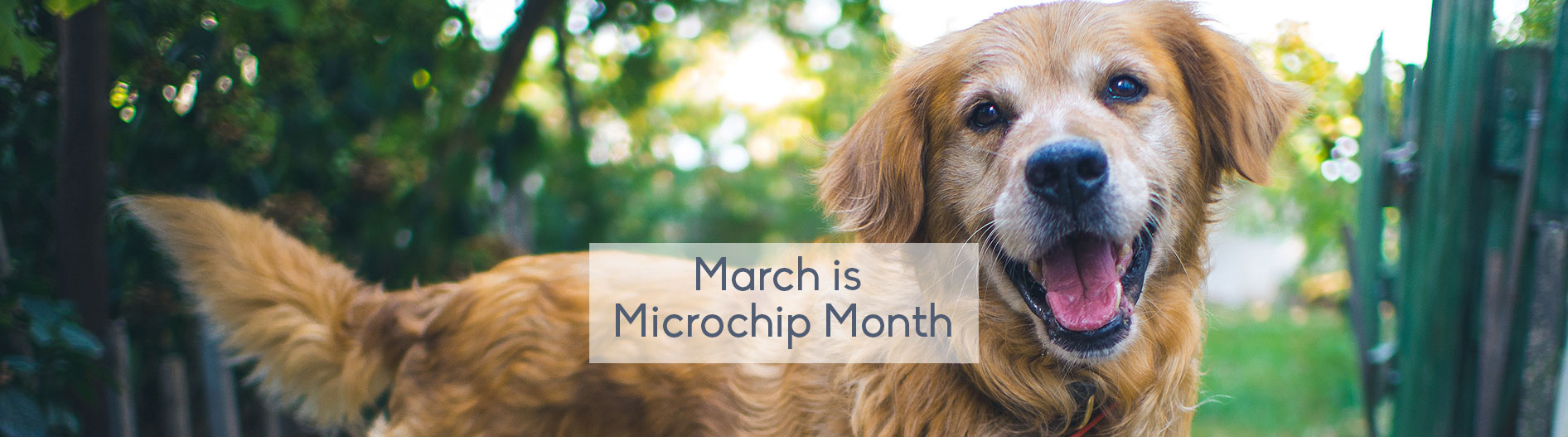 March is Microchip Month