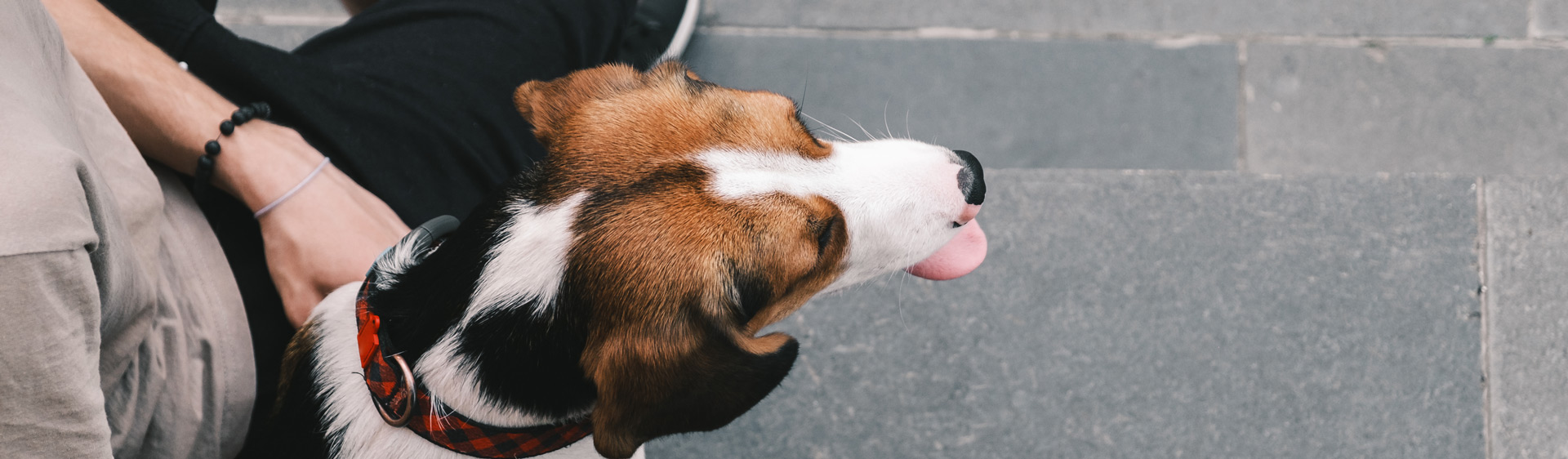 A beagle sits on the sidewalks of a city.